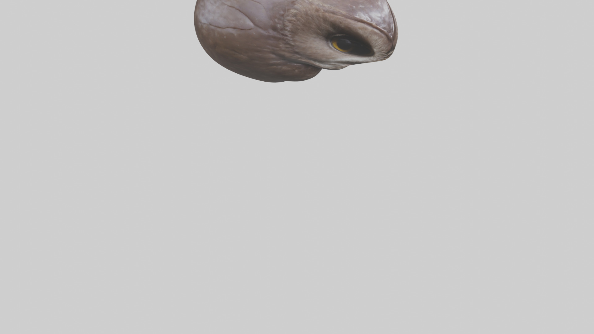 Owl Liver 3D model_6