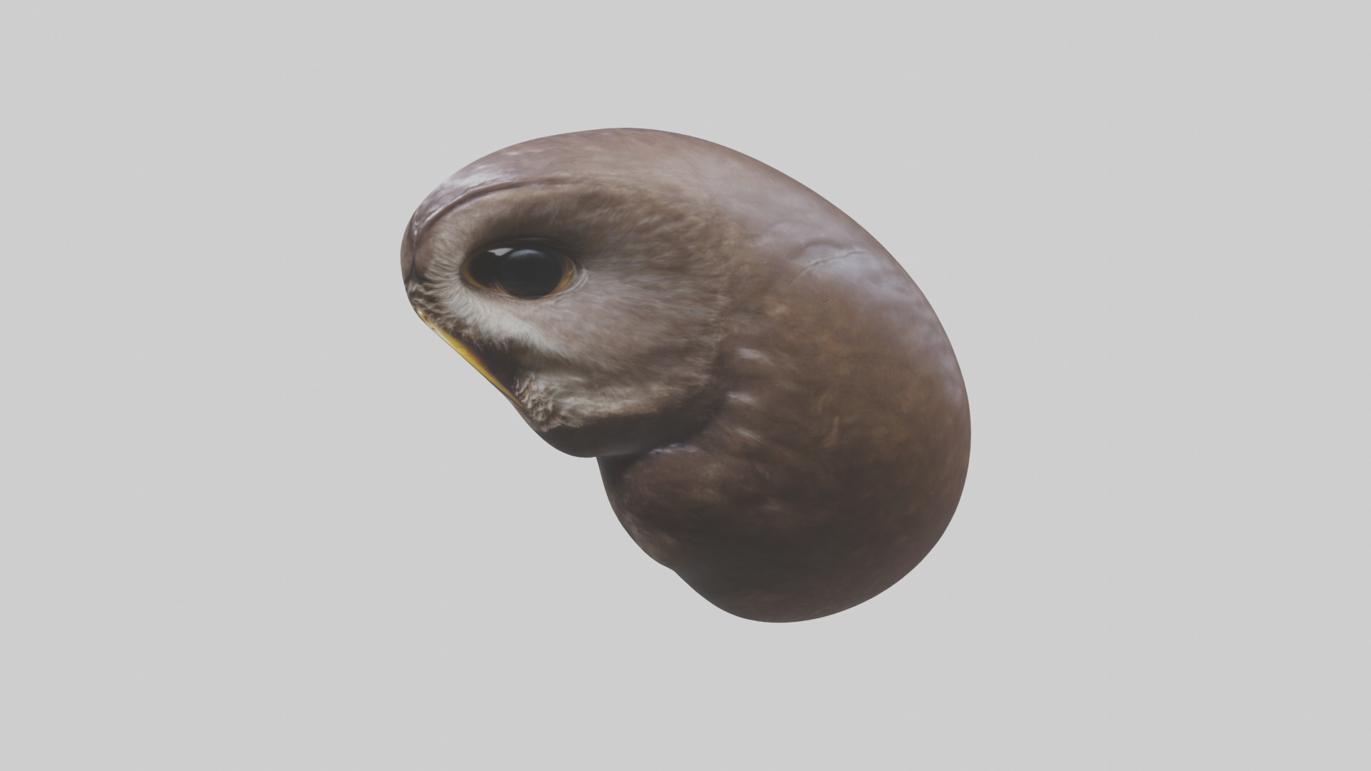 Owl Liver 3D model_10