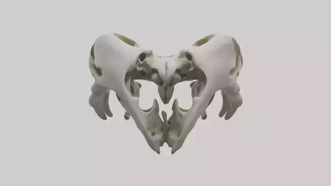 Owl Pelvis