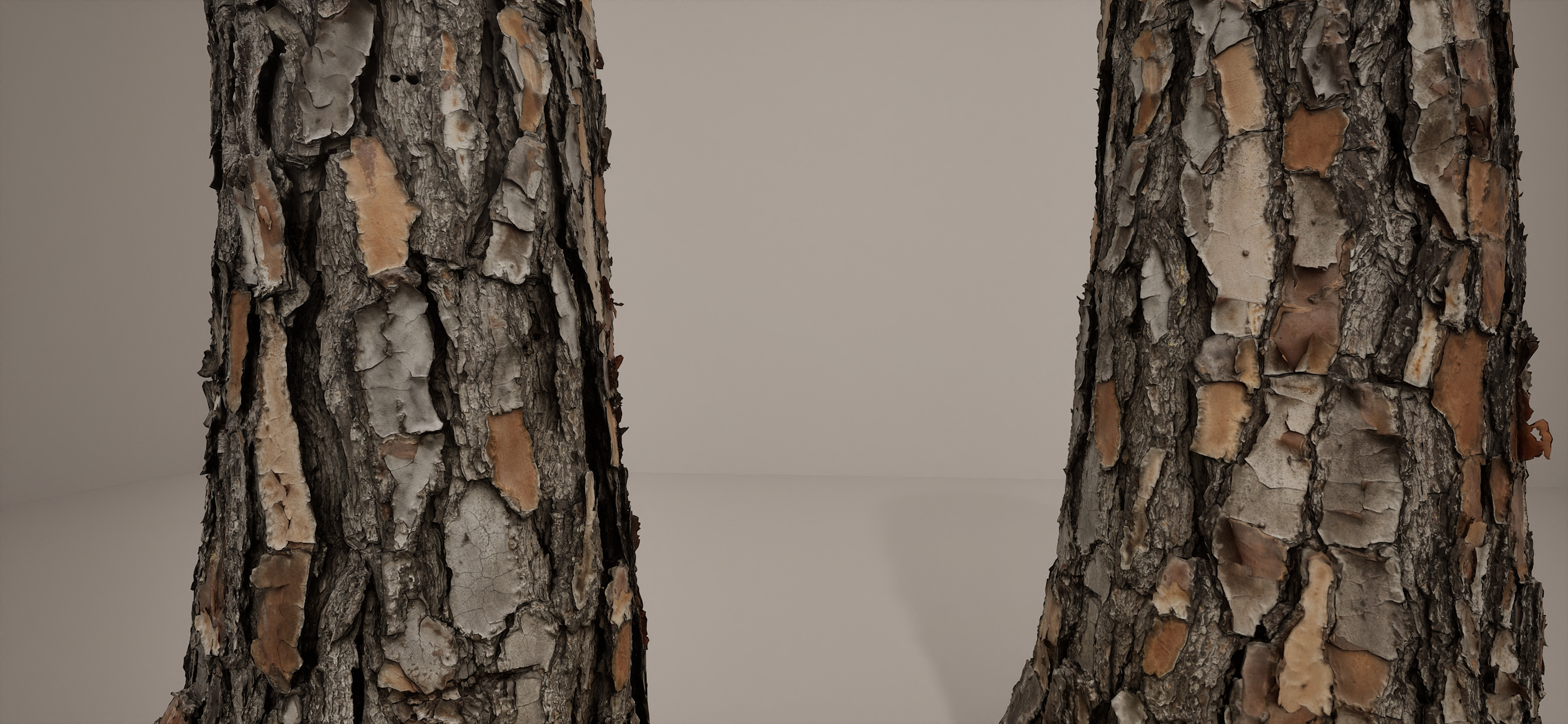 Loblolly Pine Scan with Full Res Textures and Simplified 3D model_1