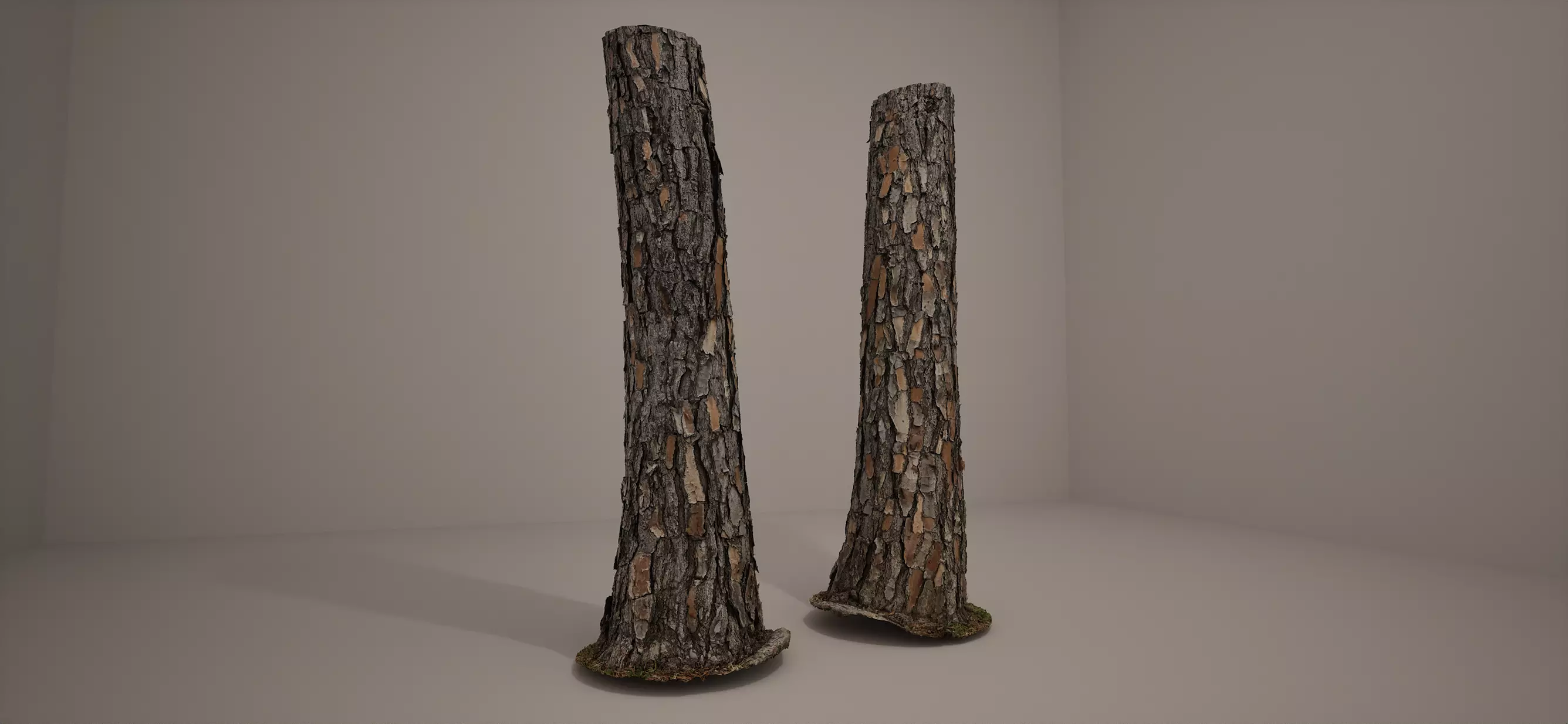 Loblolly Pine Scan with Full Res Textures and Simplified 3D model_0