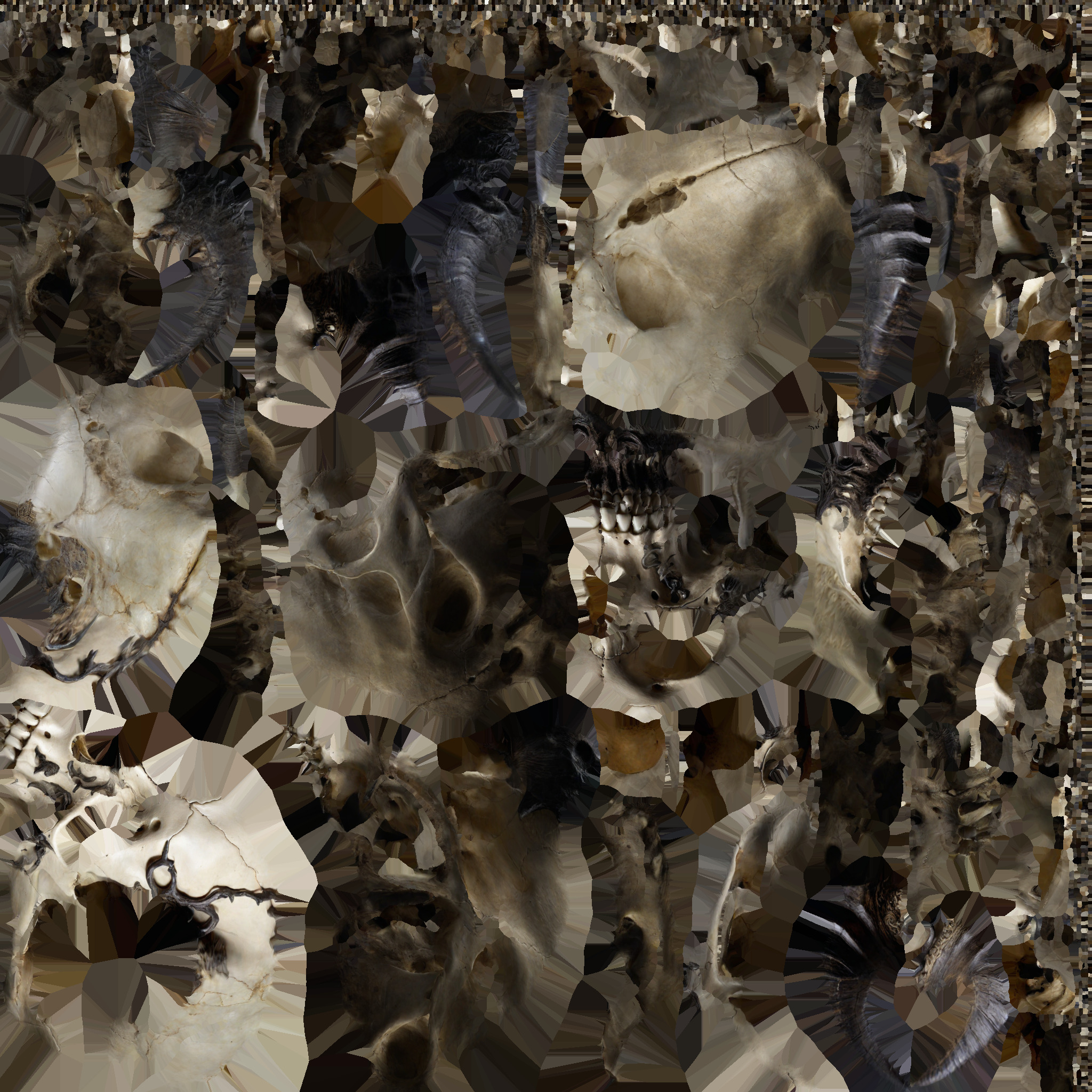 skull 03 Low-poly 3D model_6