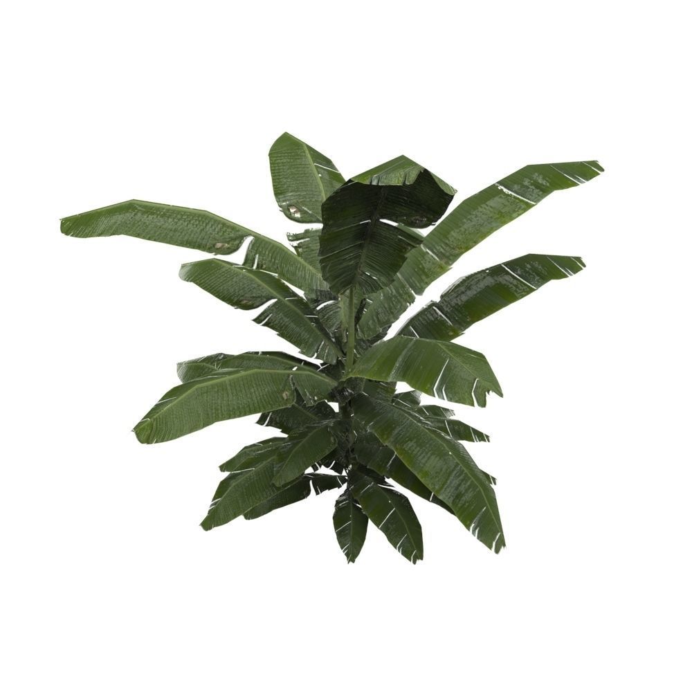 Tropical Plant Collection Low-poly 3D model_11