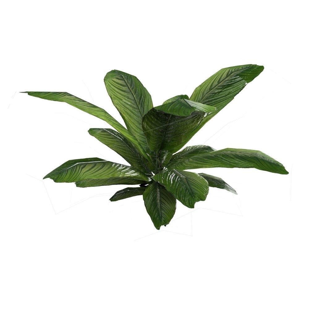 Tropical Plant Collection Low-poly 3D model_5