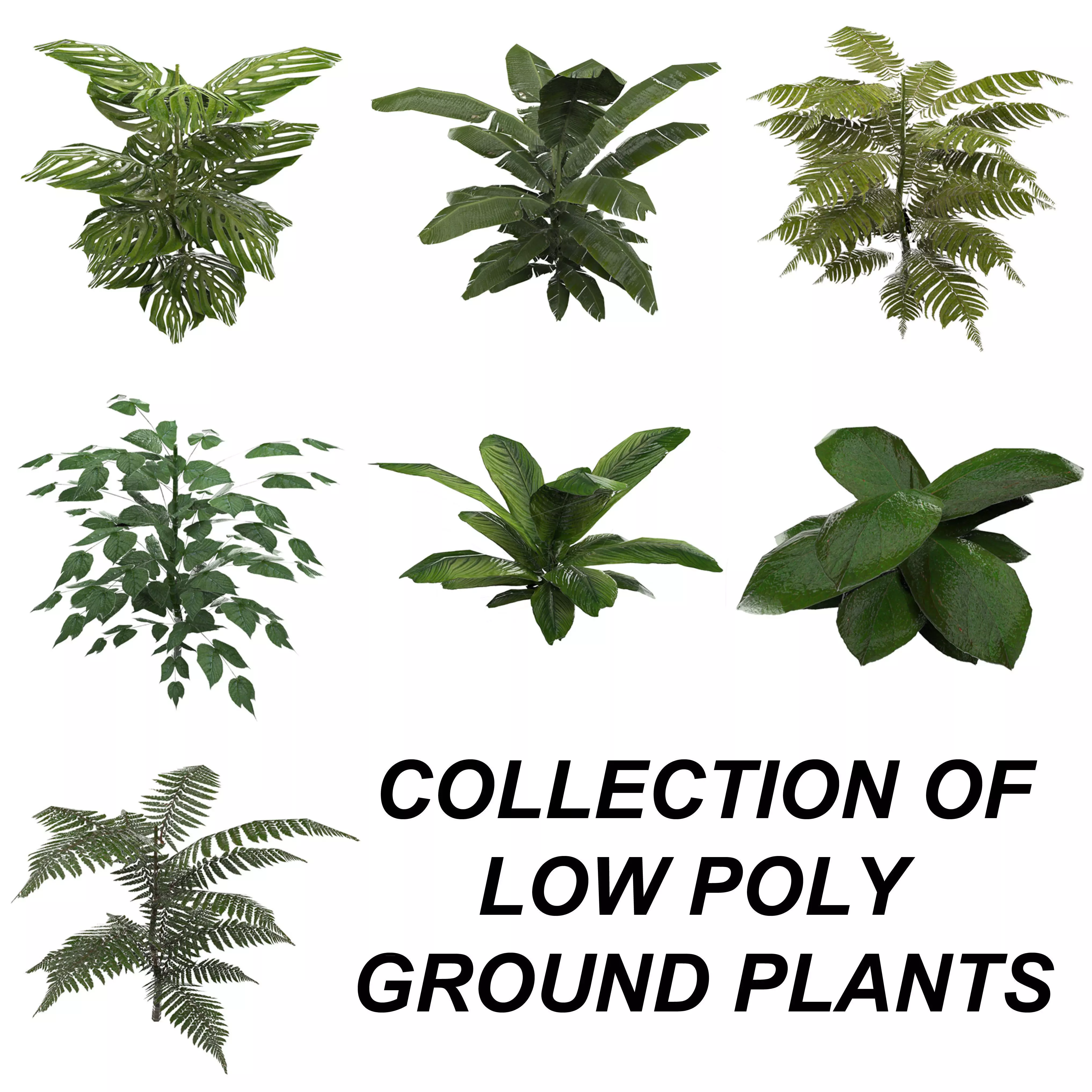 Tropical Plant Collection Low-poly 3D model_0