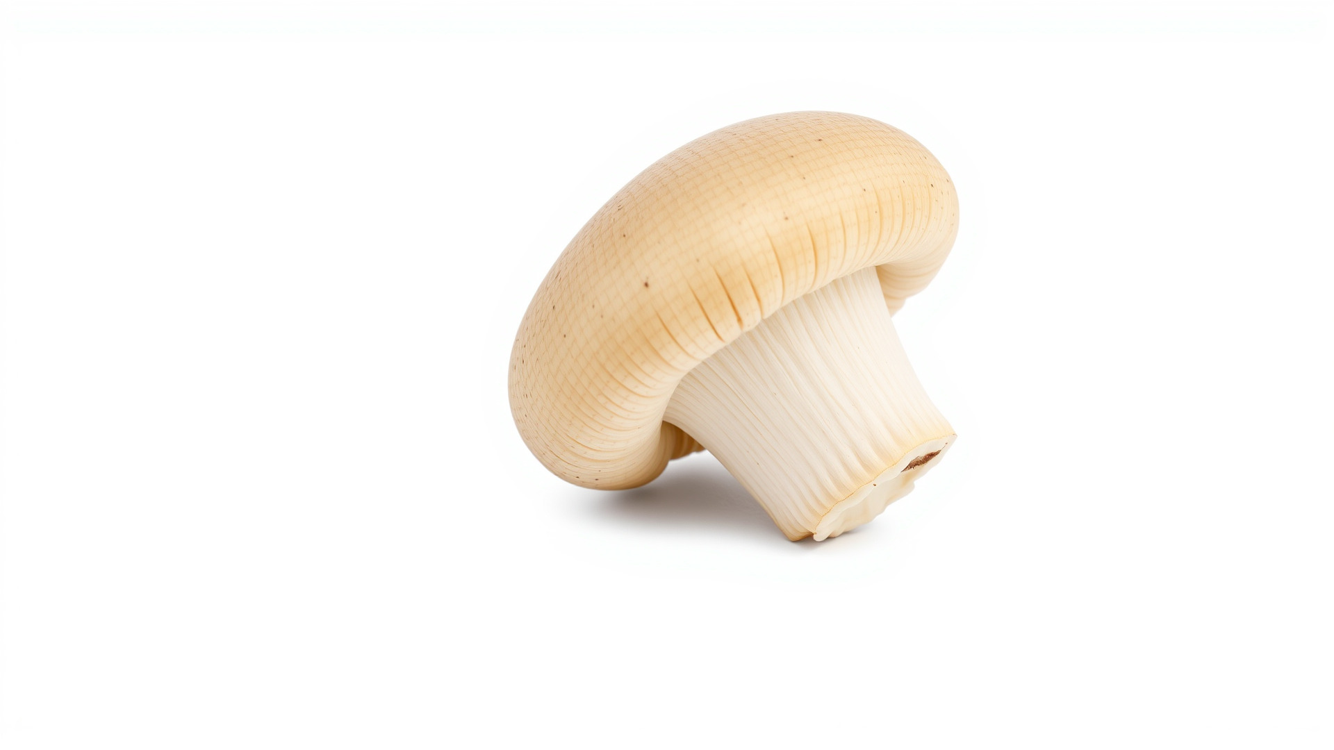 Shiitake Mushroom Photorealistic 3D model pack Low-poly 3D model_4