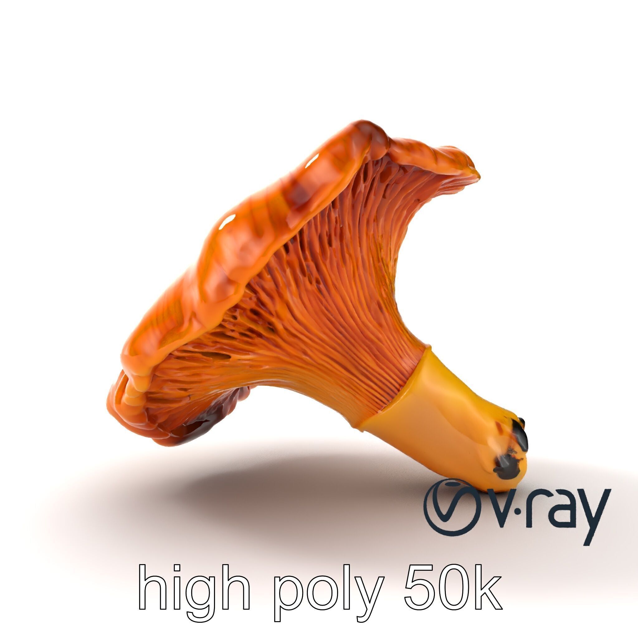 Chanterelle Mushroom Golden Texture model pack Low-poly 3D model_25