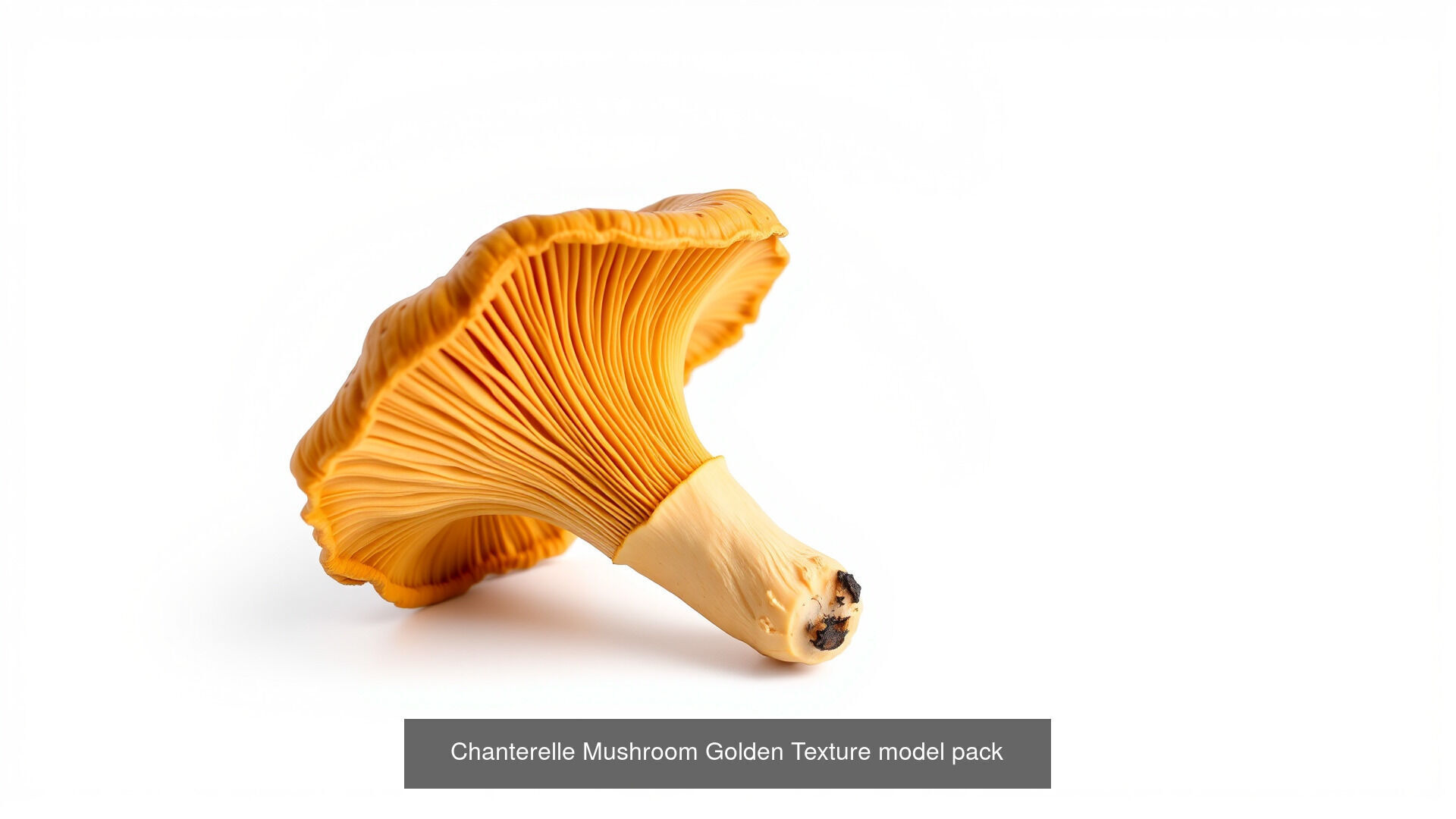 Captivating Mushrooms Pack 3D Model Collection_23