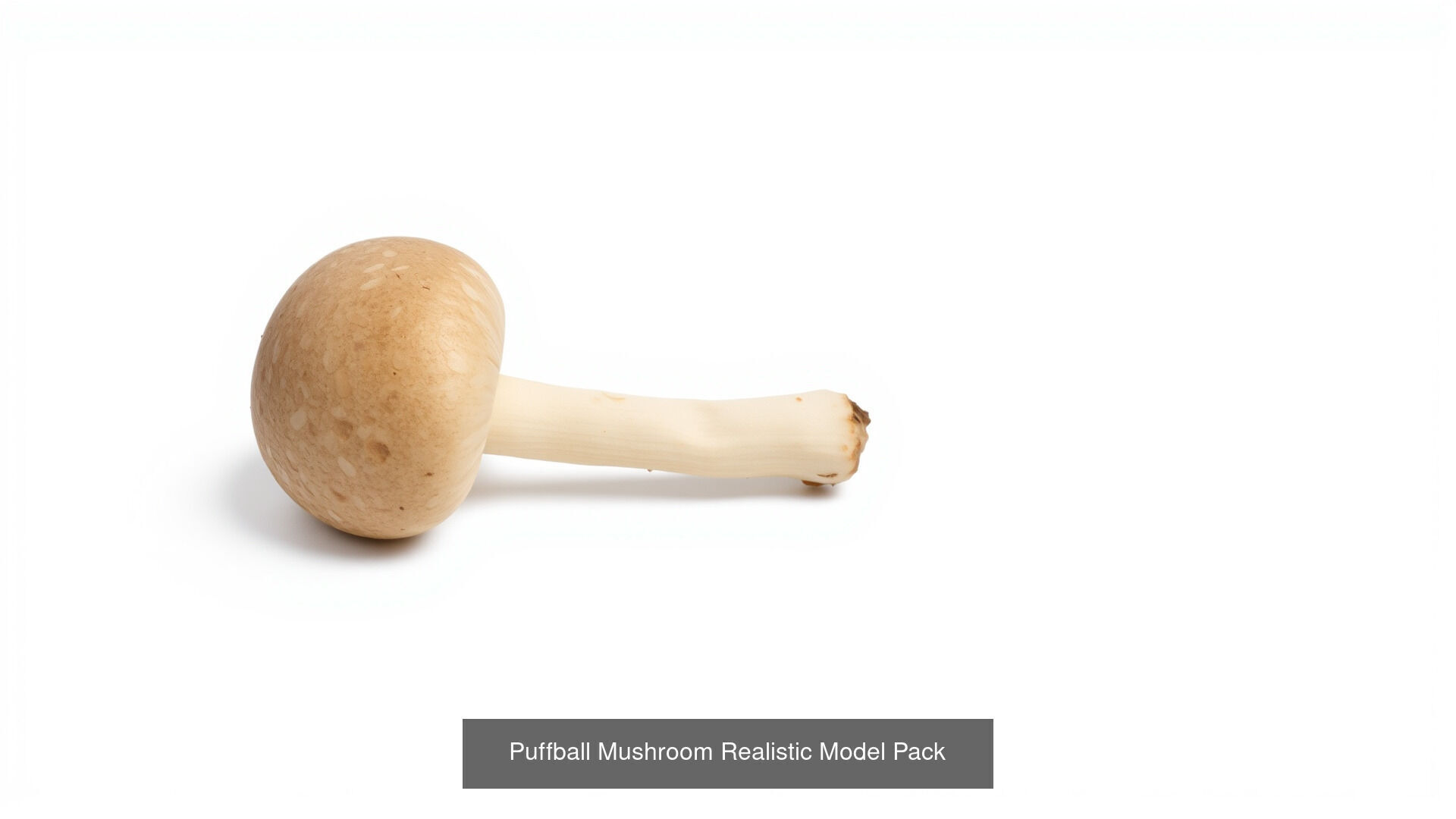 Captivating Mushrooms Pack 3D Model Collection_15