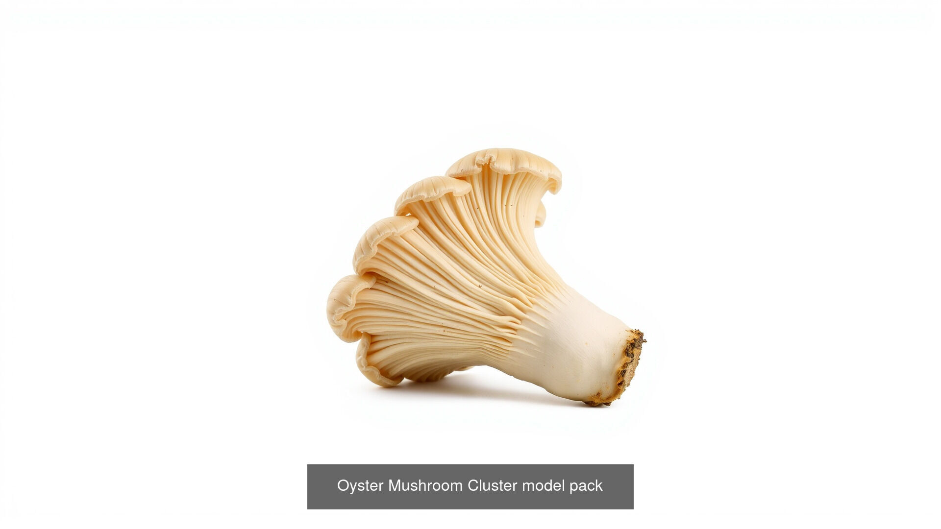 Captivating Mushrooms Pack 3D Model Collection_20