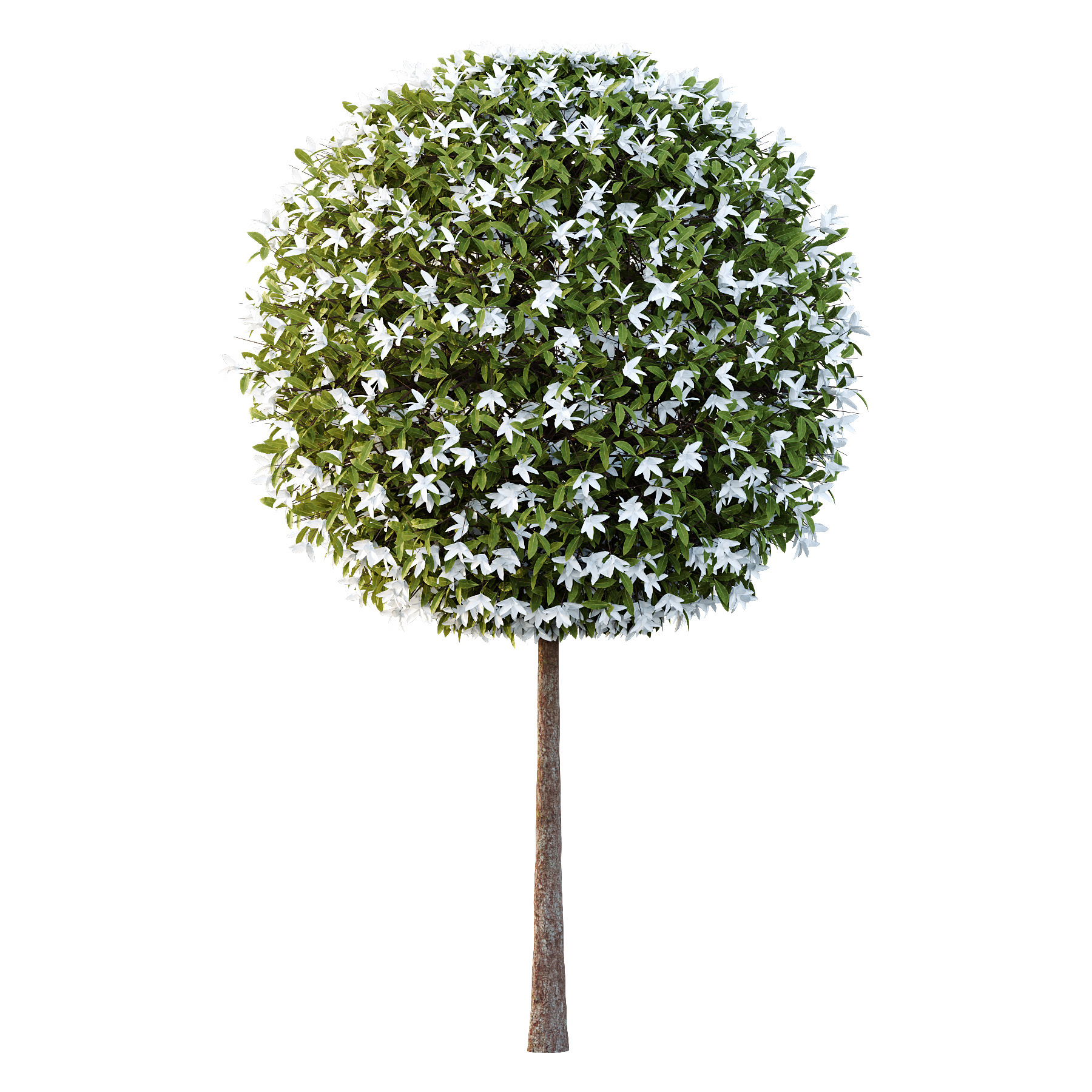 Michelia Maudiae Tree 02 3D model_1