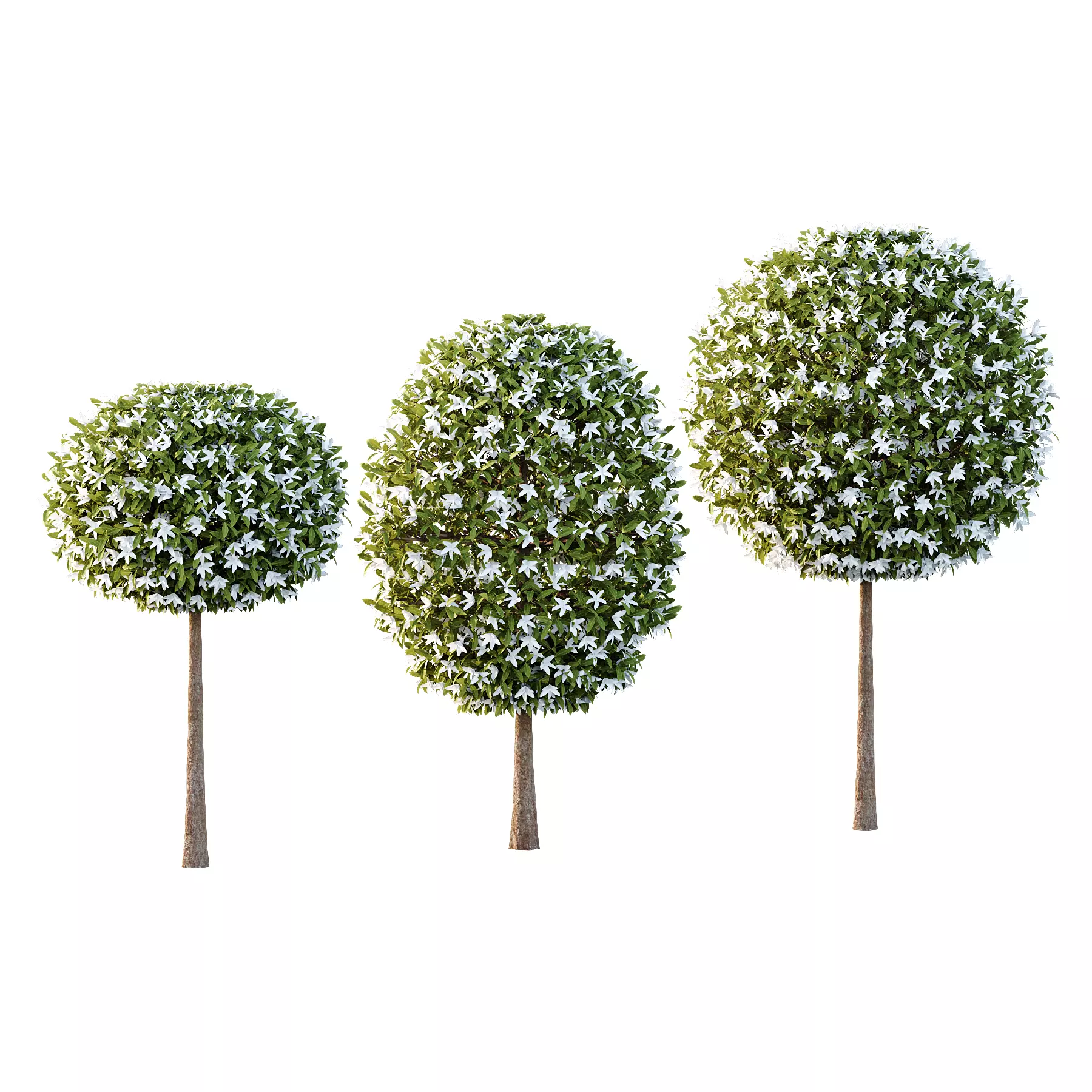 Michelia Maudiae Tree 02 3D model_0