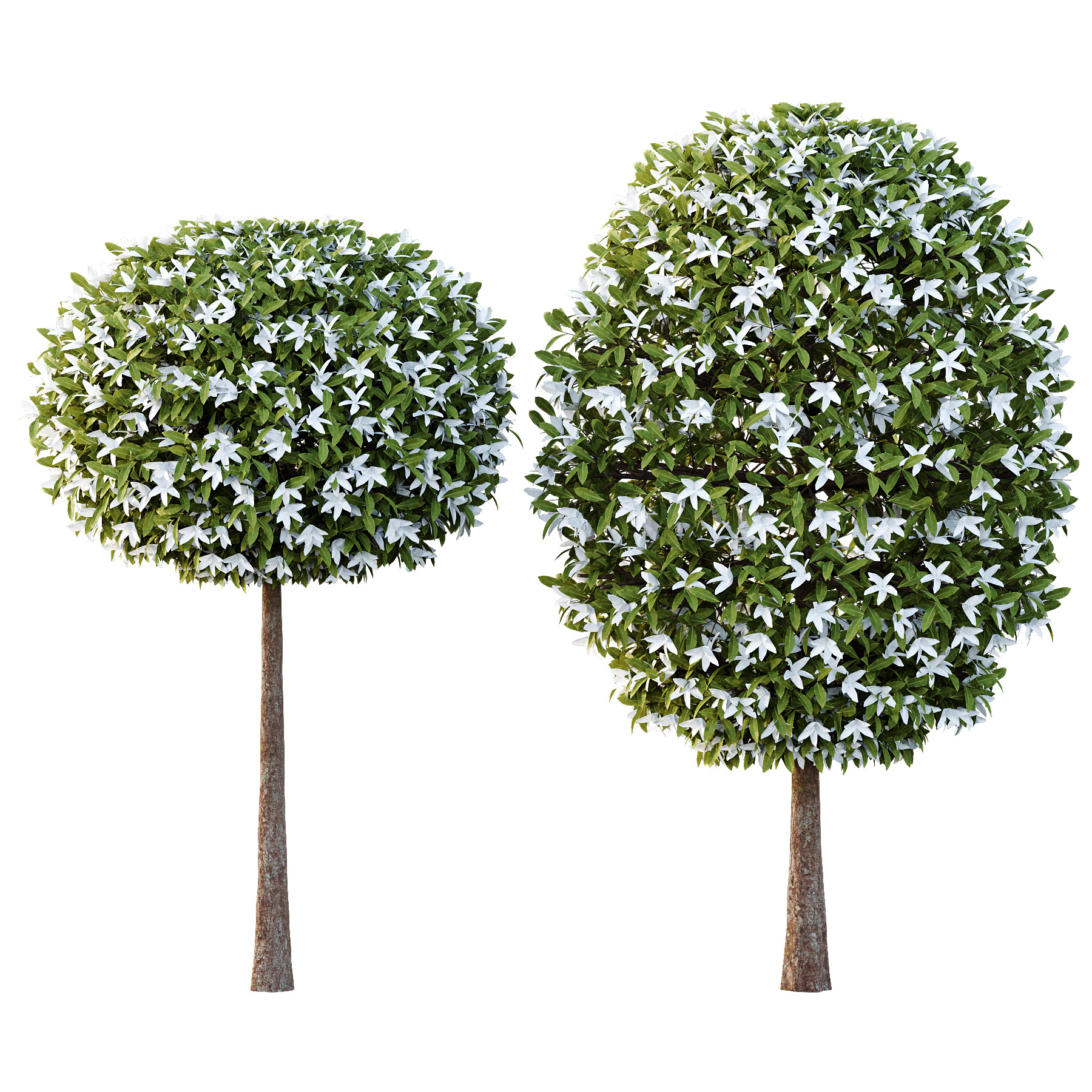 Michelia Maudiae Tree 02 3D model_2