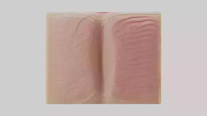 Human Dermis Model Low-poly 3D model