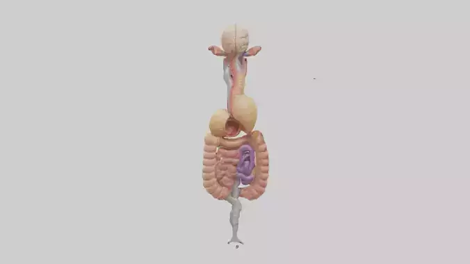 Human Digestive Process Model