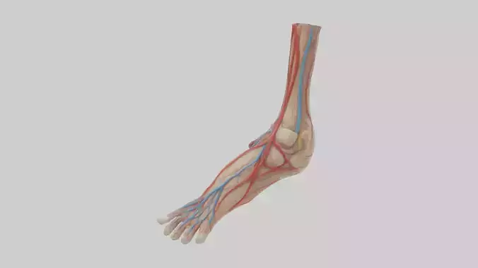 Human Dorsalis Pedis Artery Model