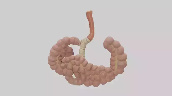Human Duodenum and Jejunum Model