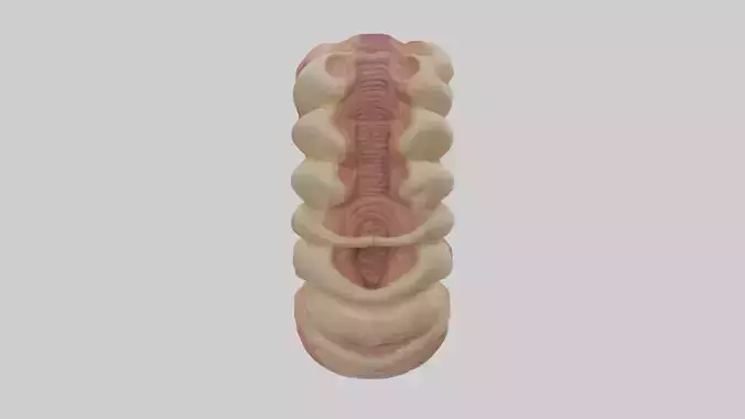 Human Duodenum Model