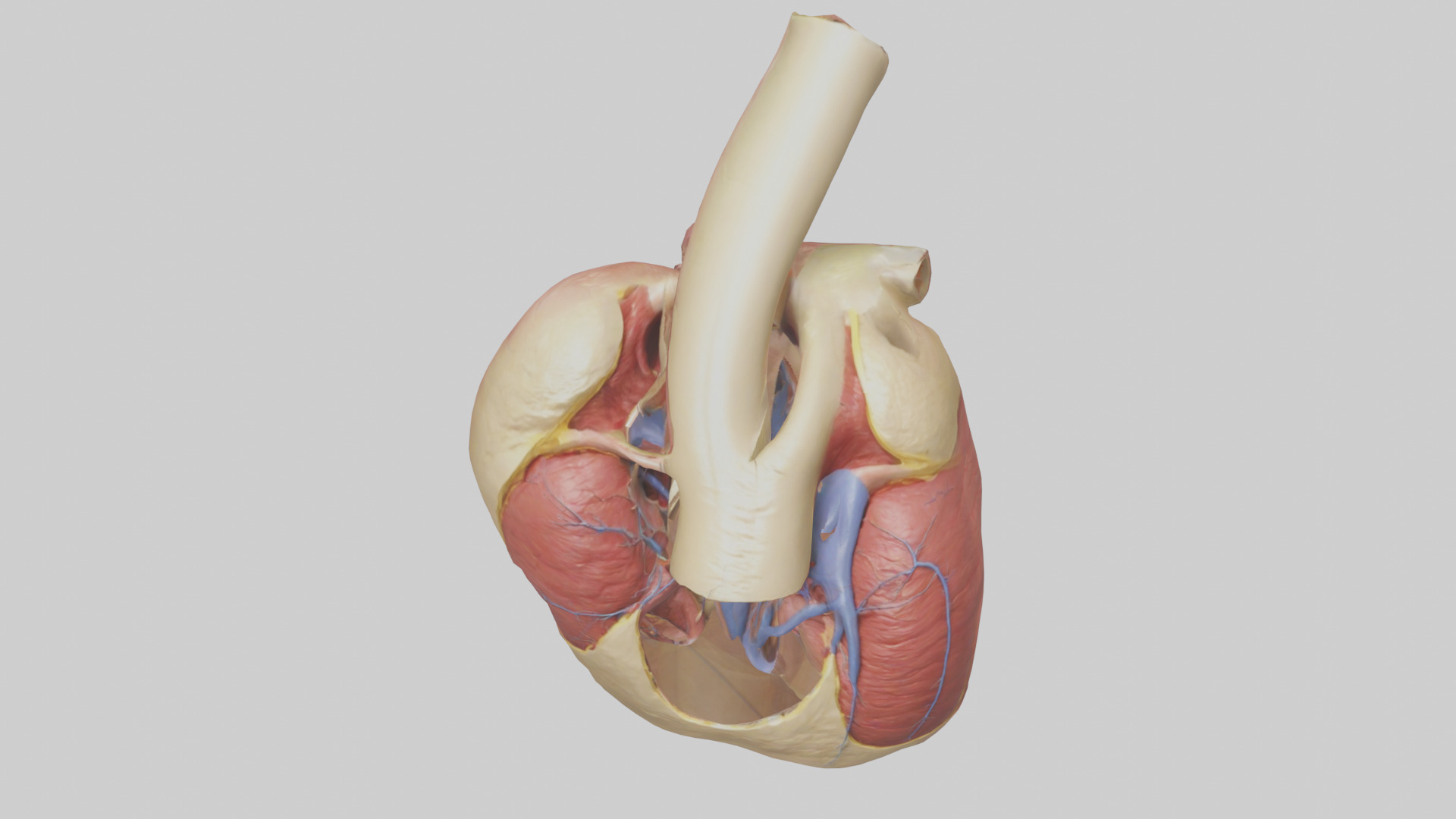 Human Endocardium Model Low-poly 3D model_16