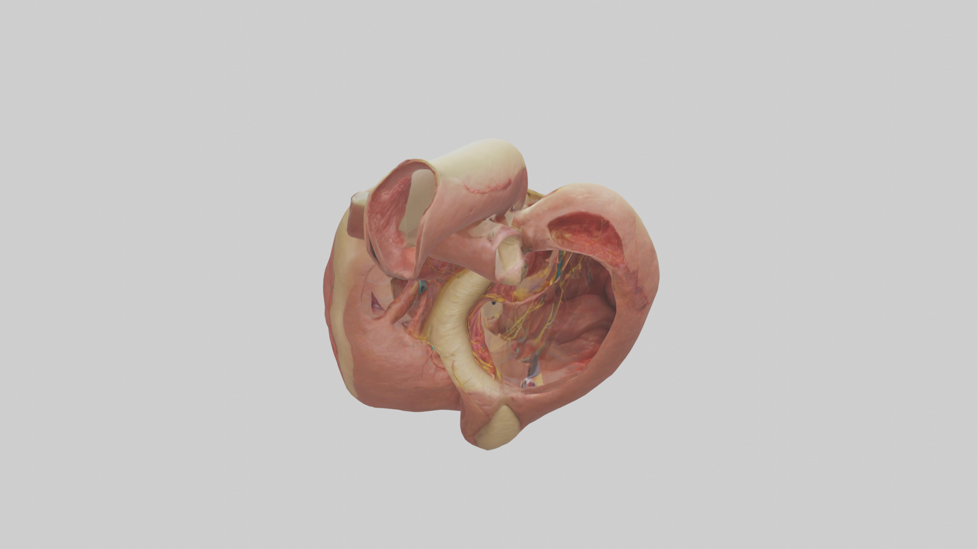 Human Endocardium Model Low-poly 3D model_15