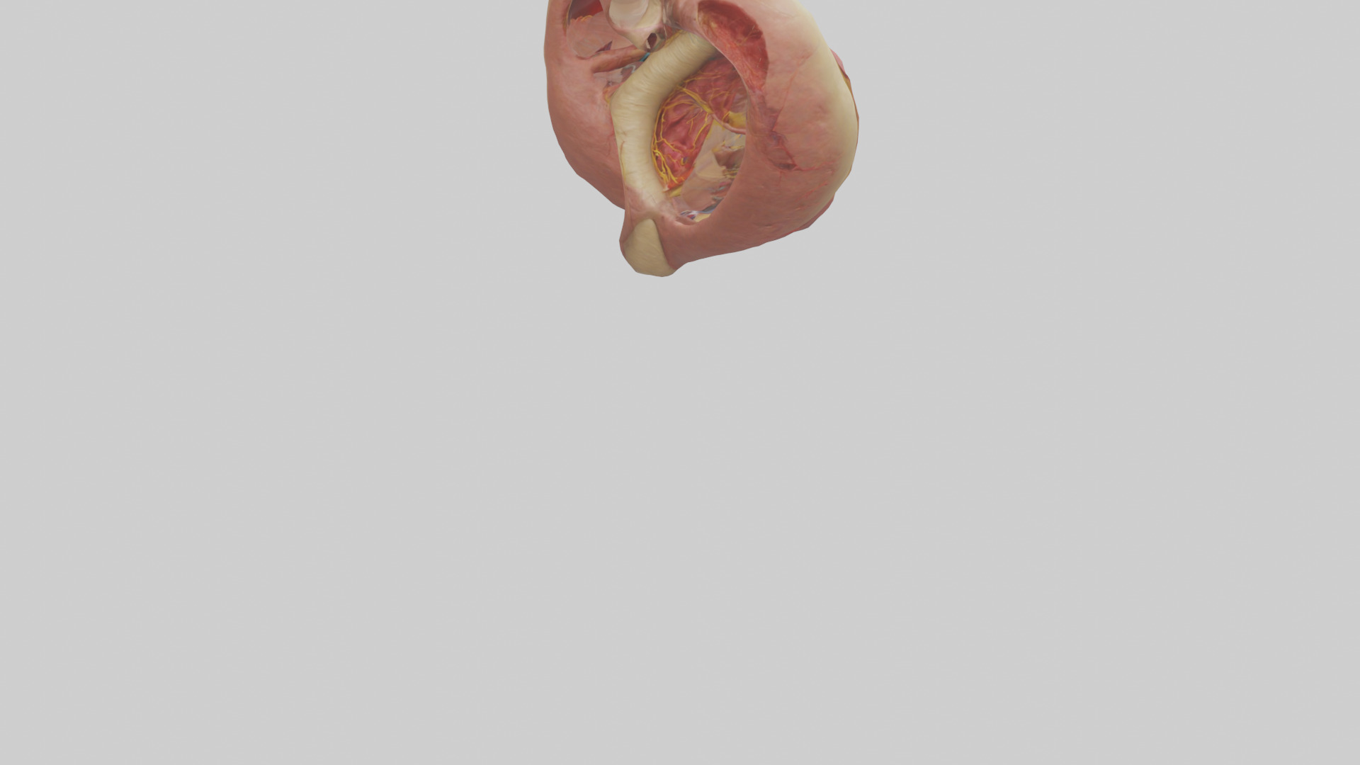 Human Endocardium Model Low-poly 3D model_4