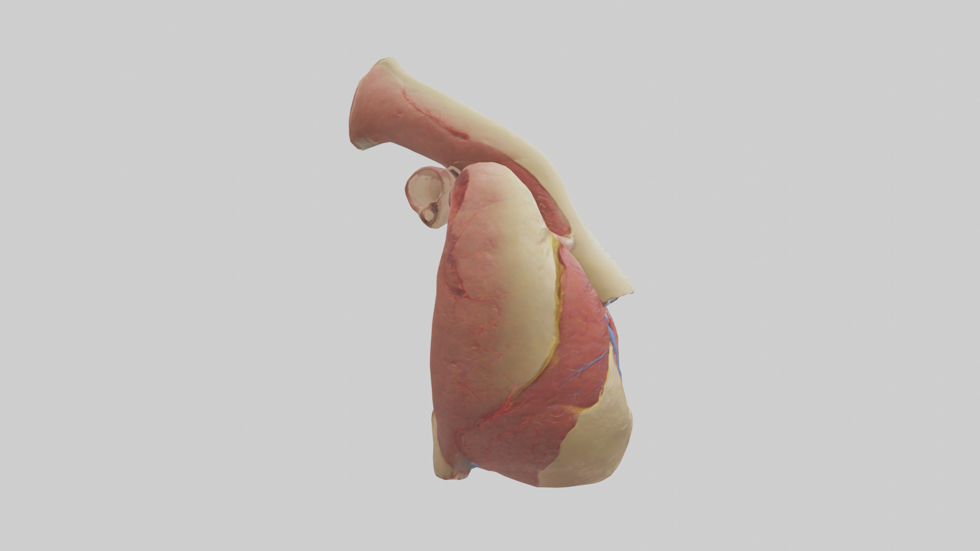 Human Endocardium Model Low-poly 3D model_13