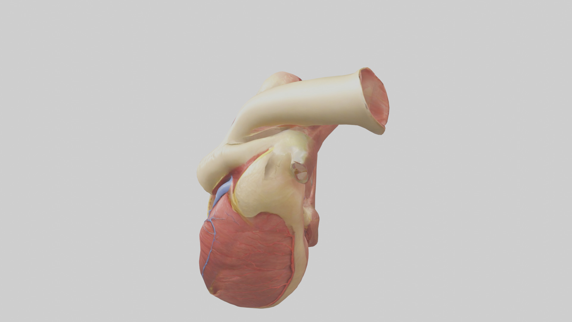 Human Endocardium Model Low-poly 3D model_17