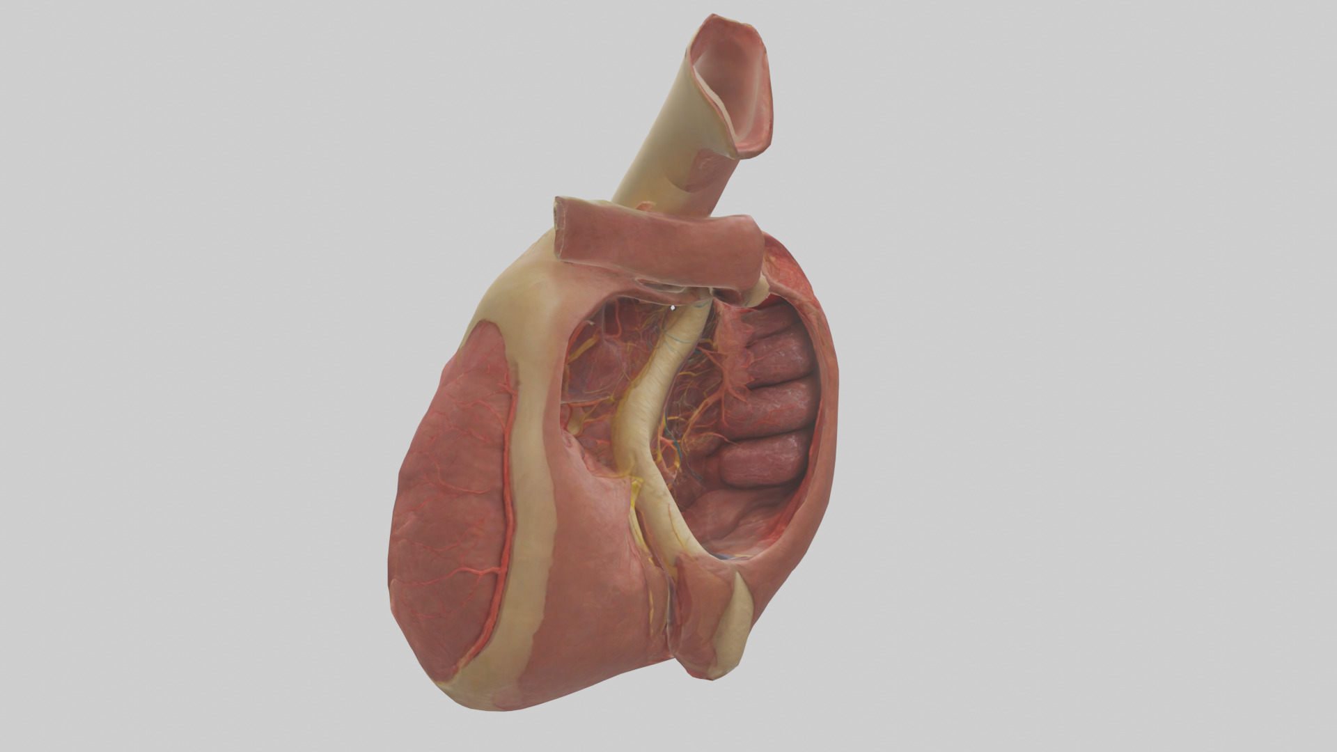 Human Endocardium Model Low-poly 3D model_1