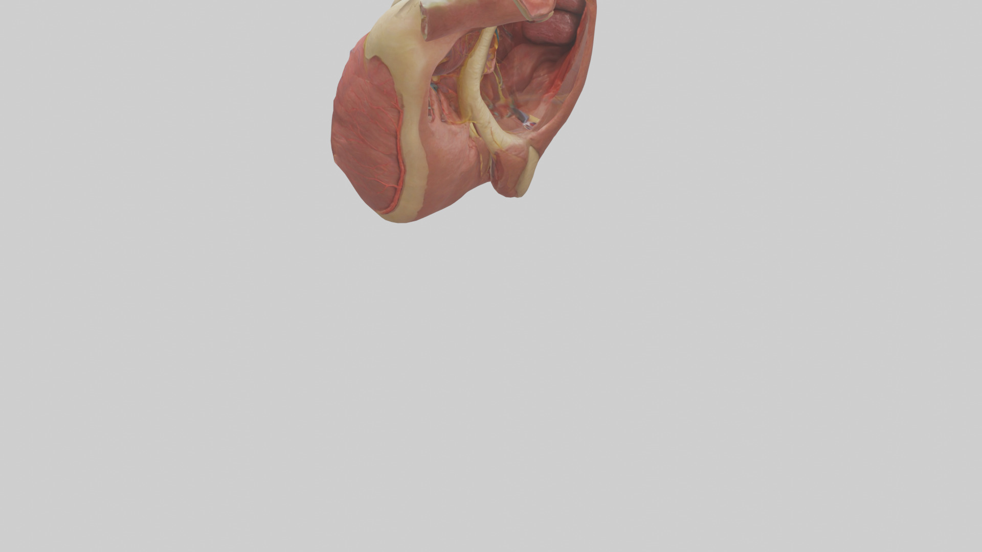 Human Endocardium Model Low-poly 3D model_3