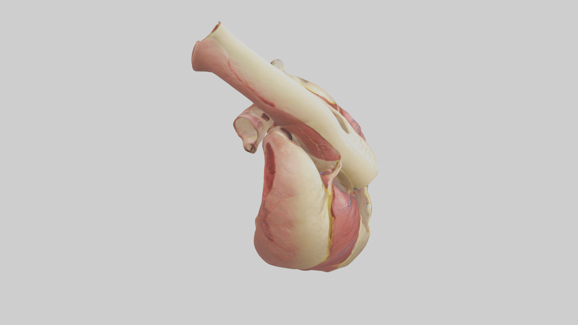 Human Endocardium Model Low-poly 3D model_18