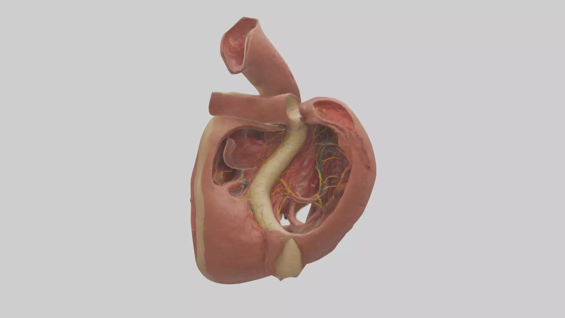 Human Endocardium Model Low-poly 3D model_0