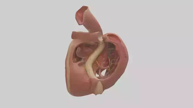 Human Endocardium Model