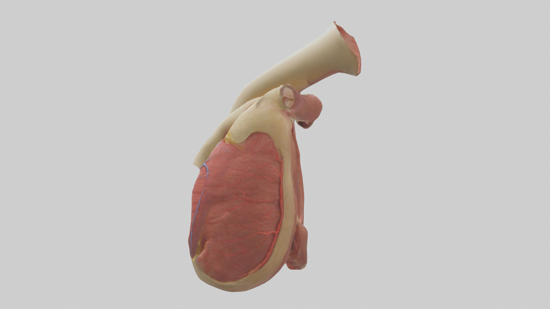 Human Endocardium Model Low-poly 3D model_12