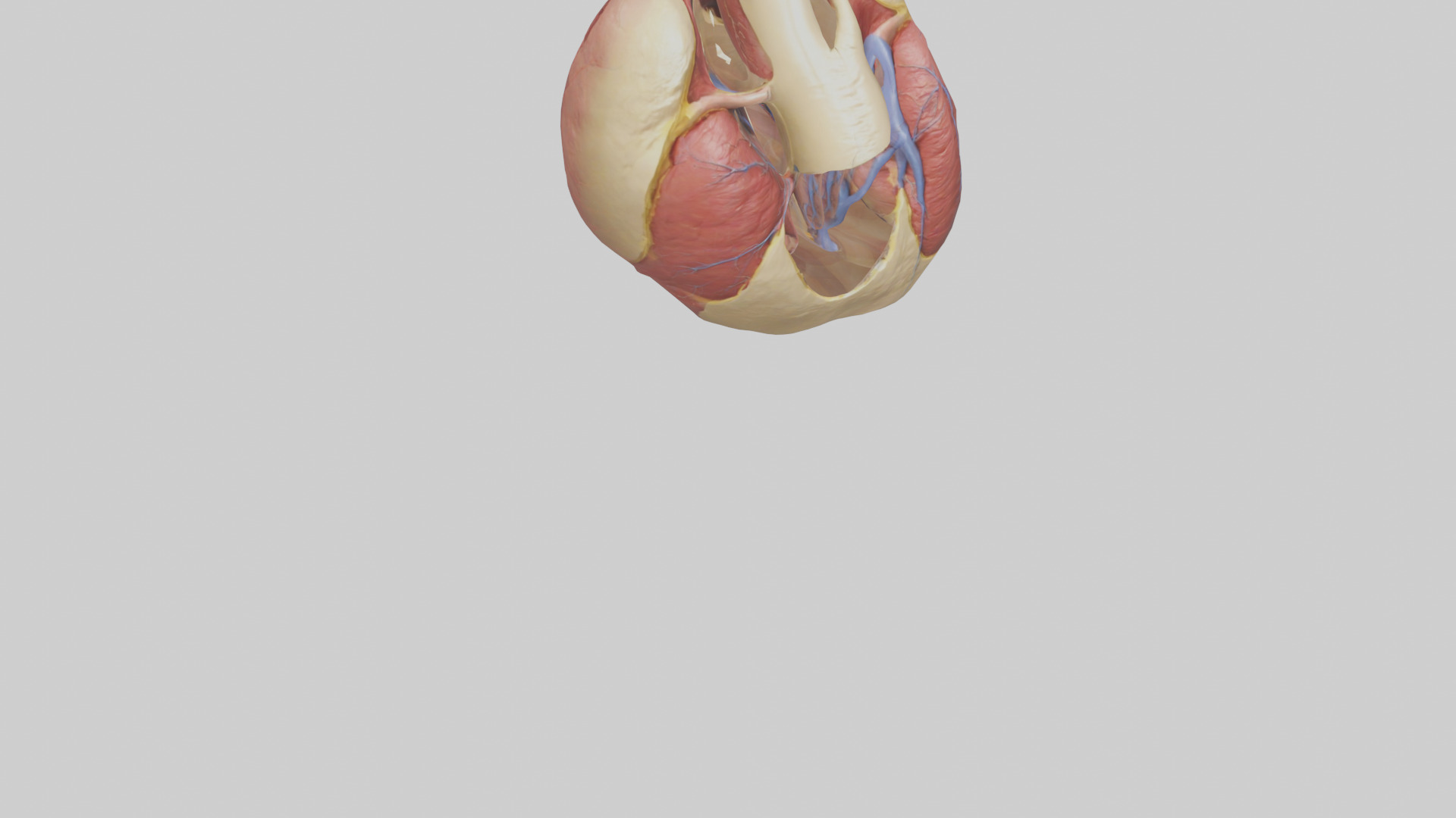 Human Endocardium Model Low-poly 3D model_6