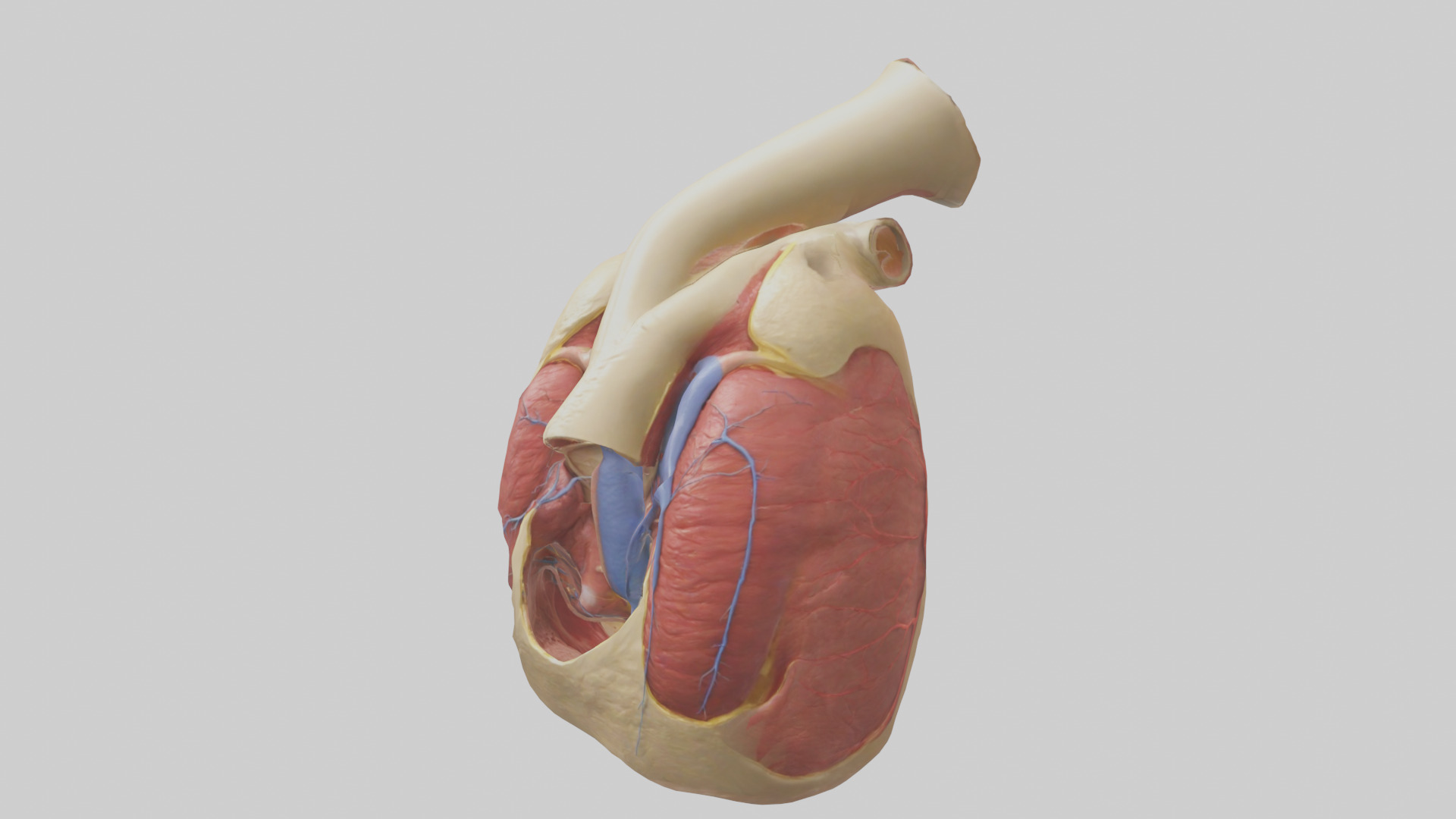 Human Endocardium Model Low-poly 3D model_10