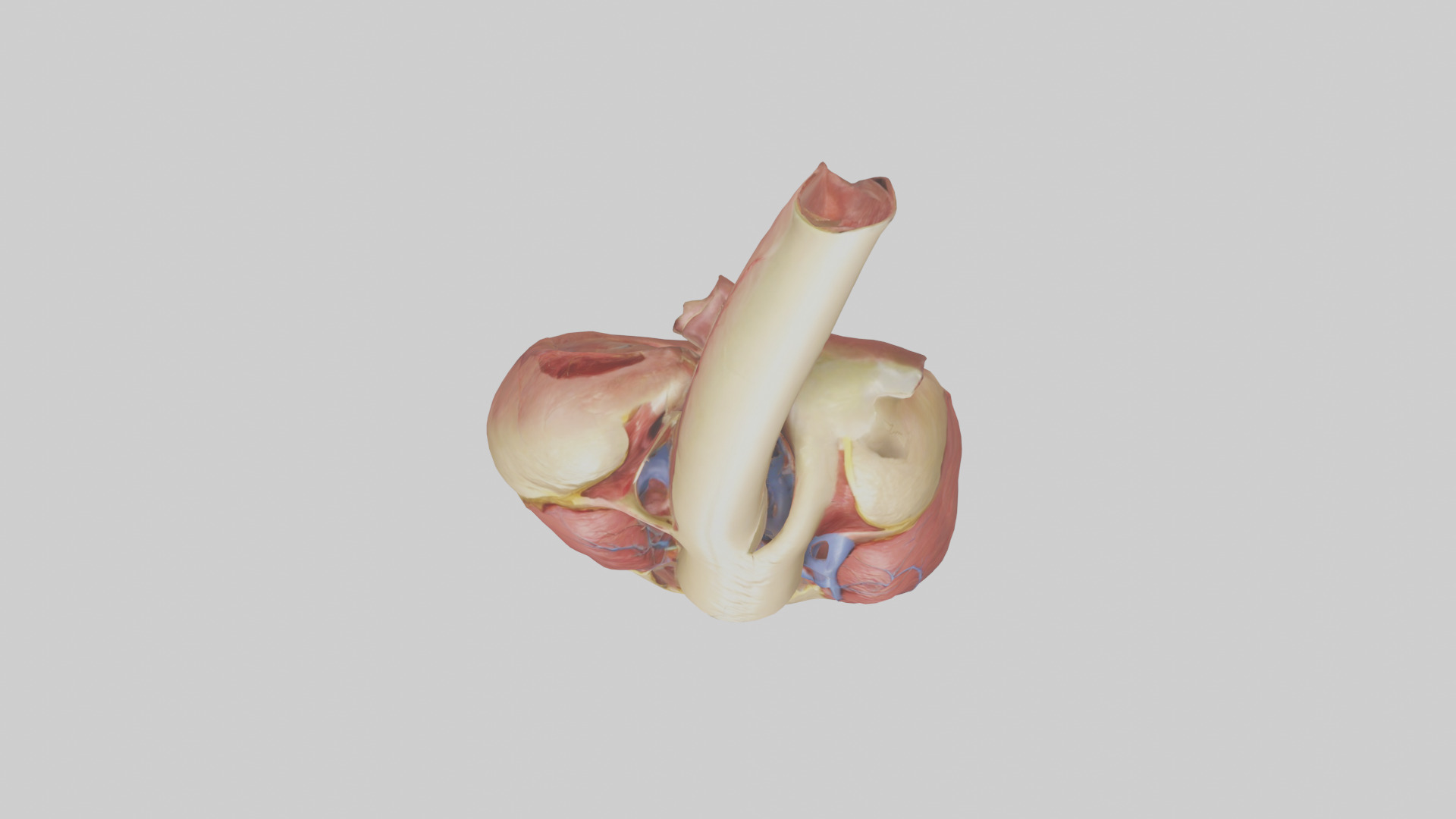 Human Endocardium Model Low-poly 3D model_14