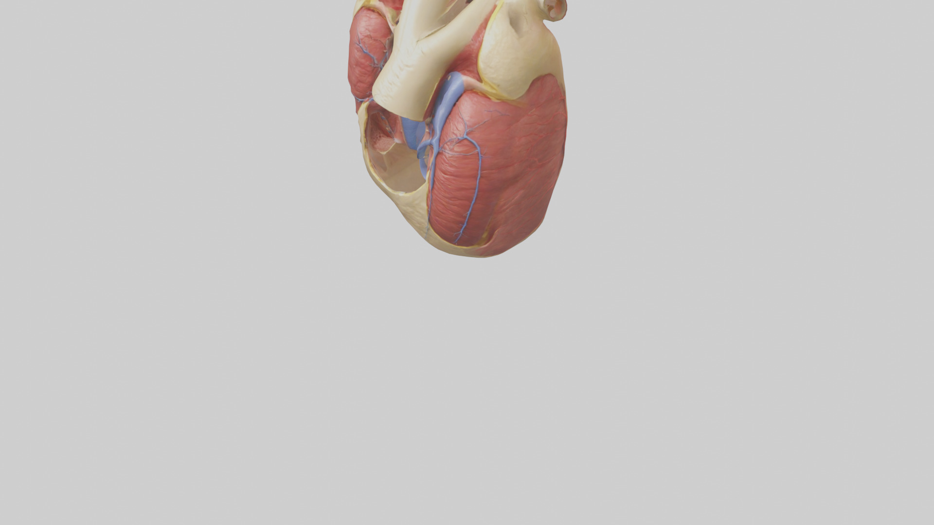 Human Endocardium Model Low-poly 3D model_5