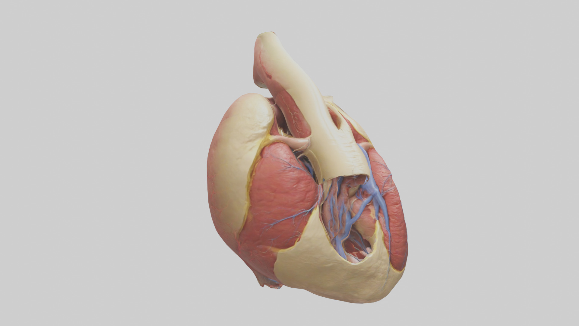 Human Endocardium Model Low-poly 3D model_7