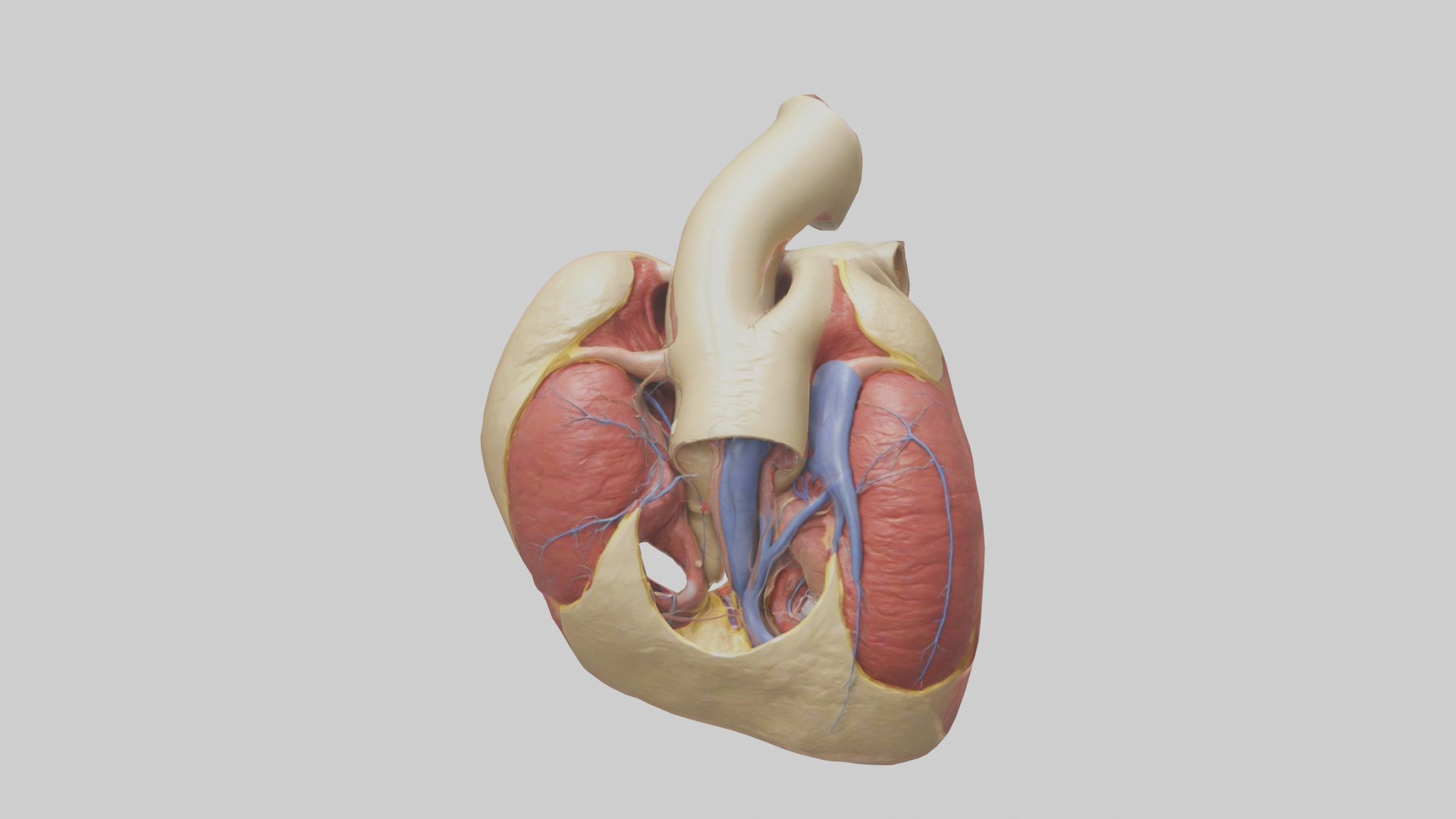Human Endocardium Model Low-poly 3D model_9