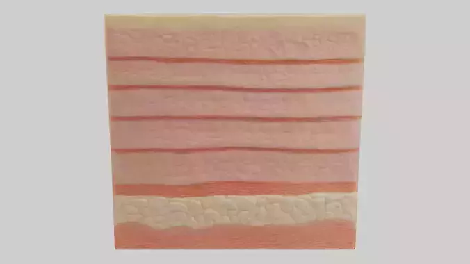 Human Epidermis Model