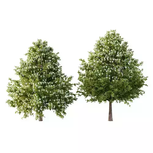 Michelia Maudiae Tree 03