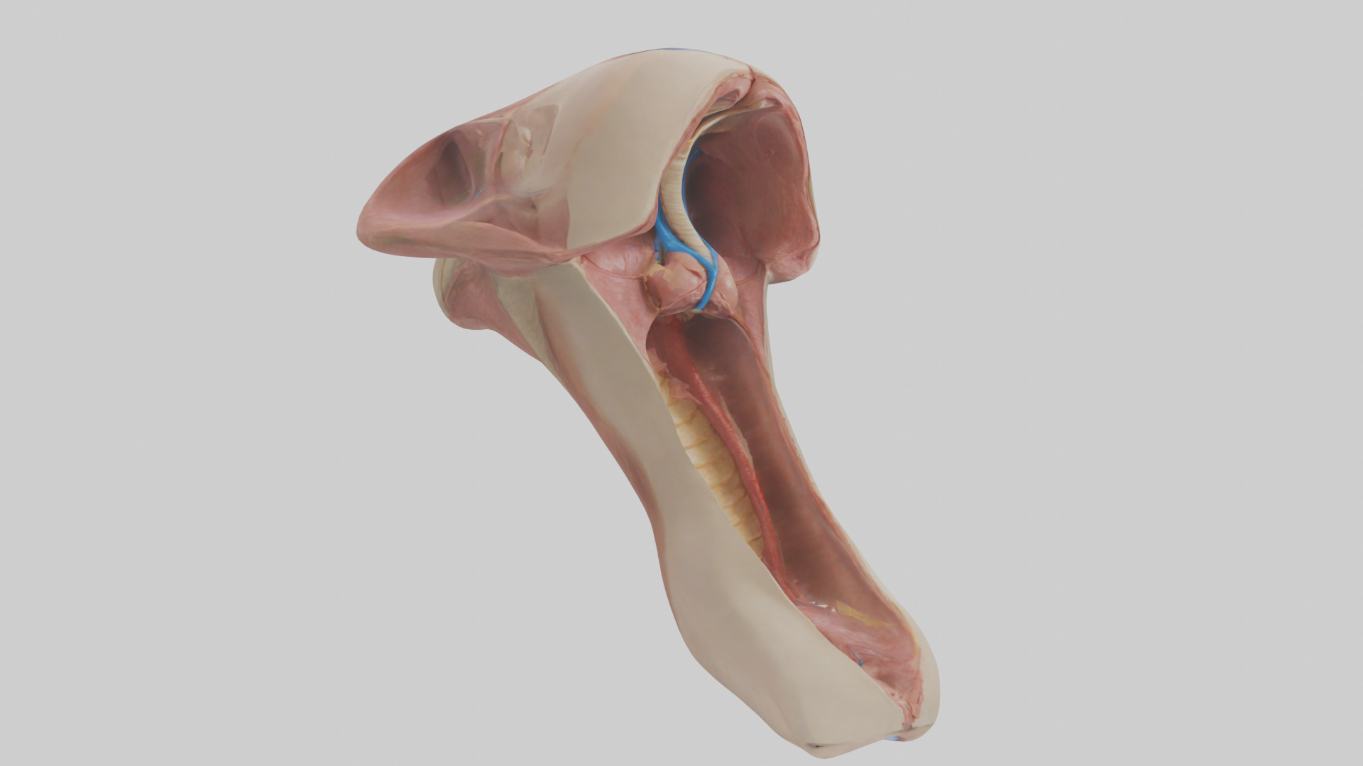 Human Epiglottis Model 2 Low-poly 3D model_11