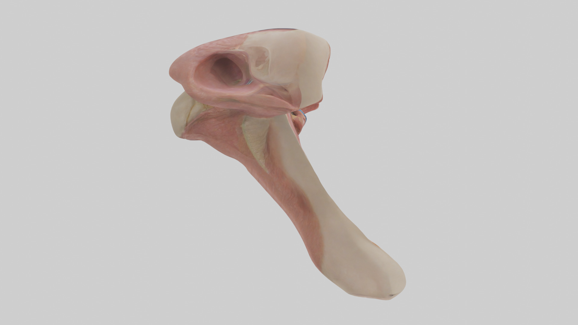 Human Epiglottis Model 2 Low-poly 3D model_13