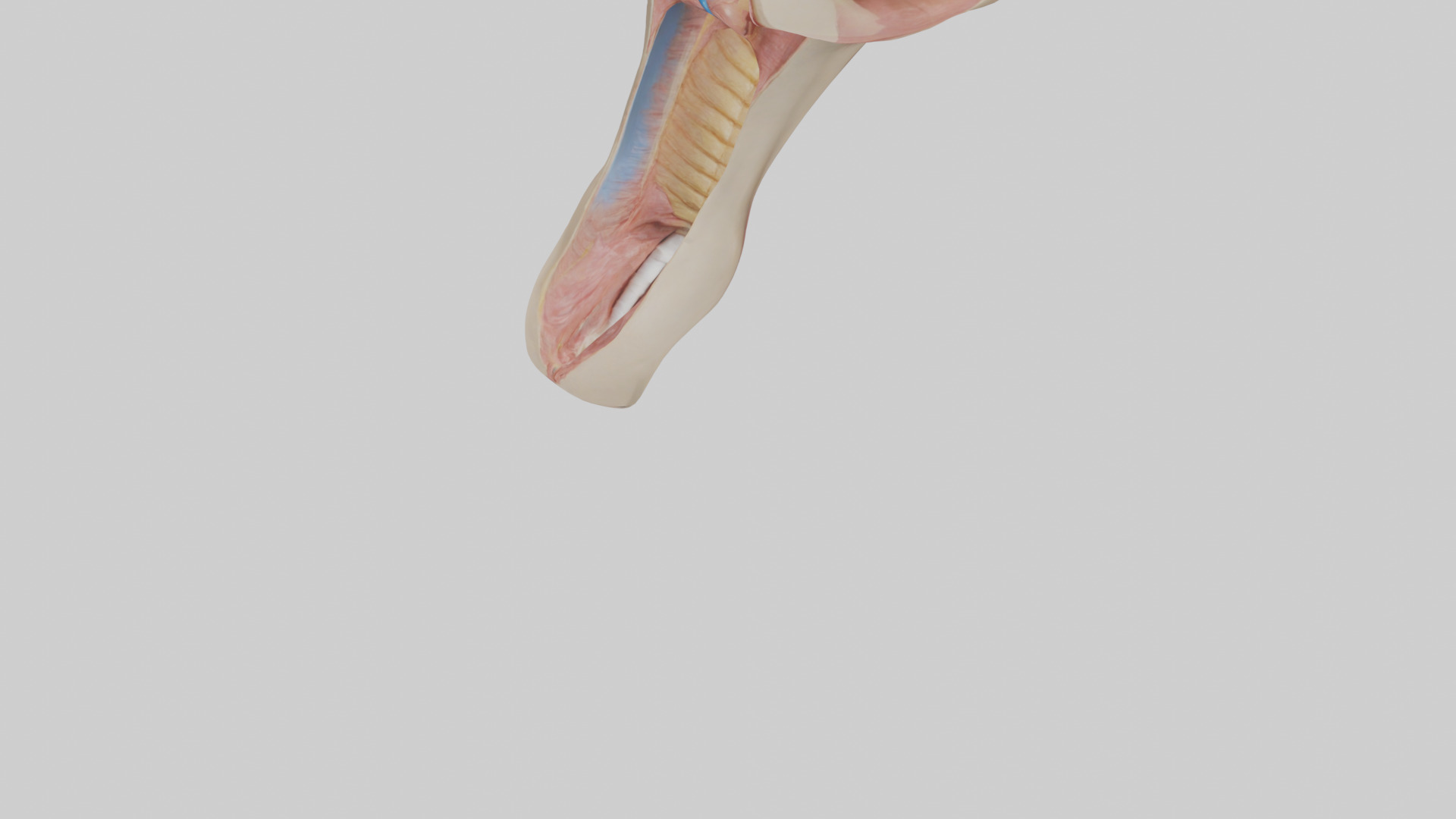 Human Epiglottis Model 2 Low-poly 3D model_5