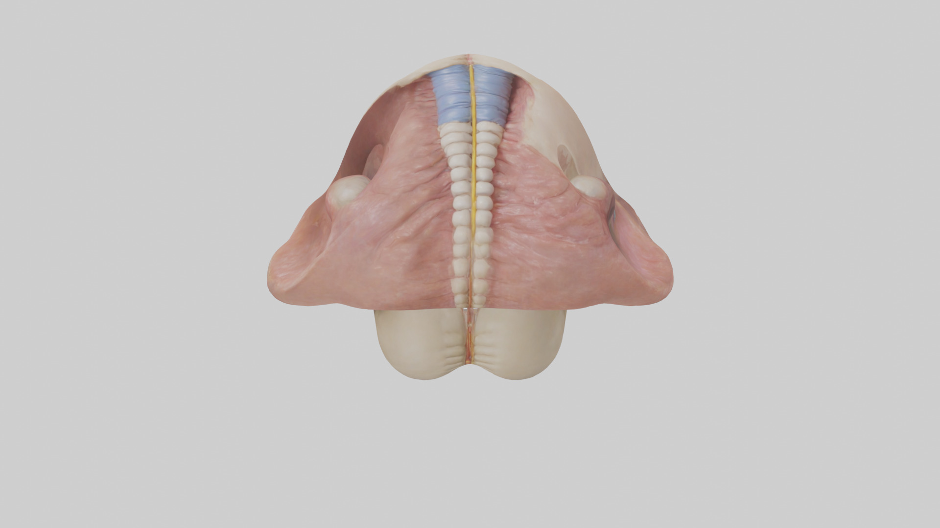 Human Epiglottis Model 2 Low-poly 3D model_15