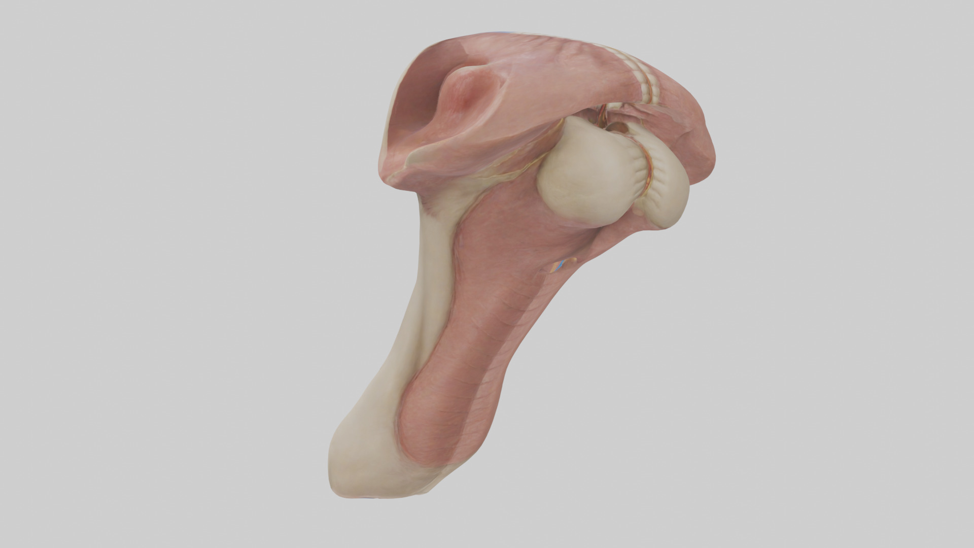 Human Epiglottis Model 2 Low-poly 3D model_1