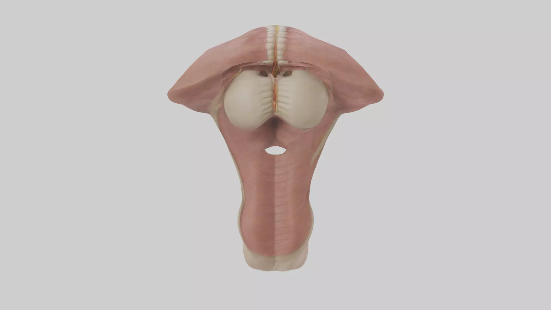 Human Epiglottis Model 2 Low-poly 3D model_0