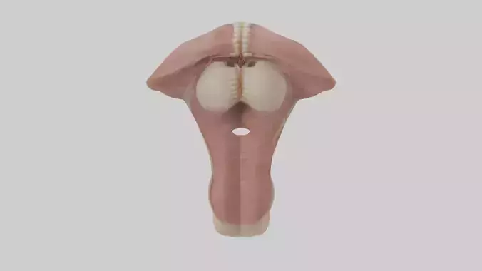 Human Epiglottis Model 2 Low-poly 3D model