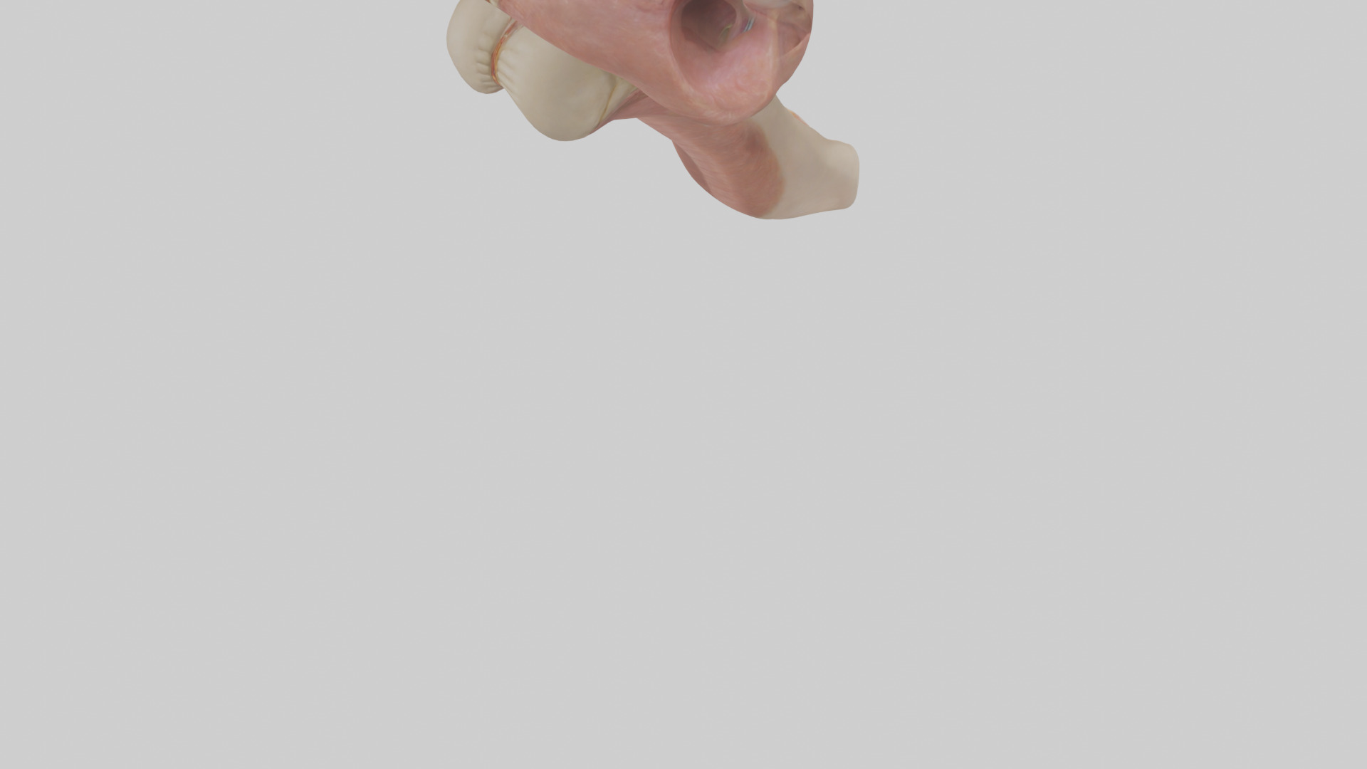 Human Epiglottis Model 2 Low-poly 3D model_4