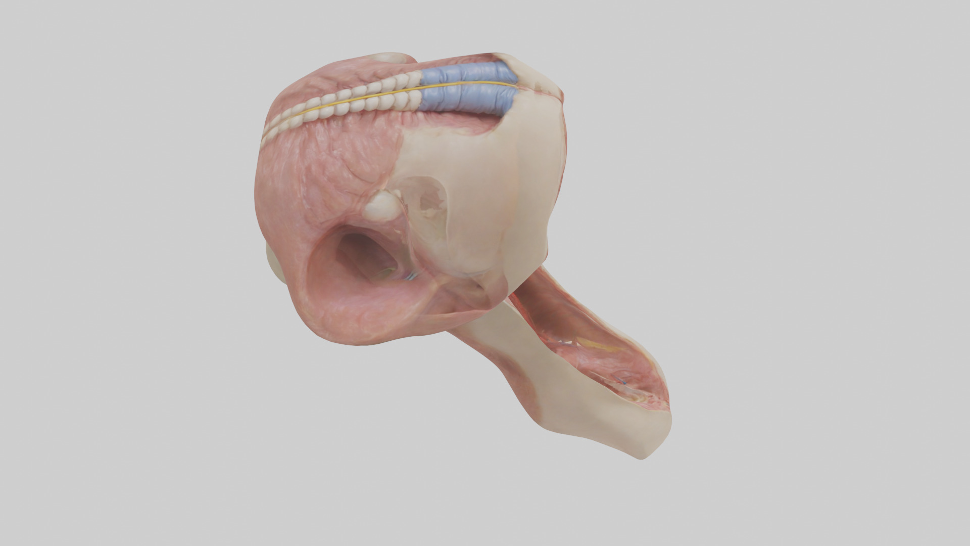 Human Epiglottis Model 2 Low-poly 3D model_18